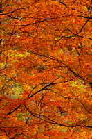 Fall Maples - 16x24 - 2:3 ==>