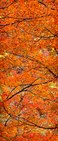 Fall Maples - 20x48 - 5:12