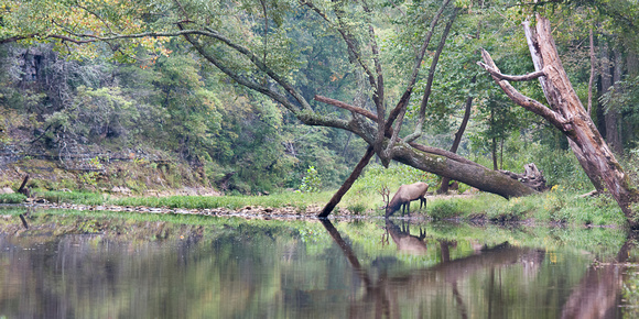 Mile 28.4 - Leaning Tree w/Elk (upstream)