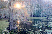 Caddo Lake State Park